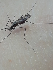 Anopheles perplexens
