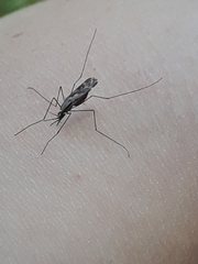 Anopheles perplexens