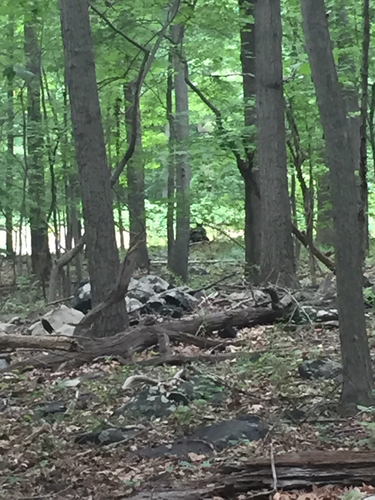 American Black Bear photographed in Maryland