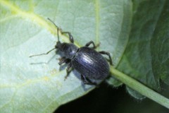 Otiorhynchus meridionalis