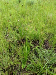 Xyris platylepis