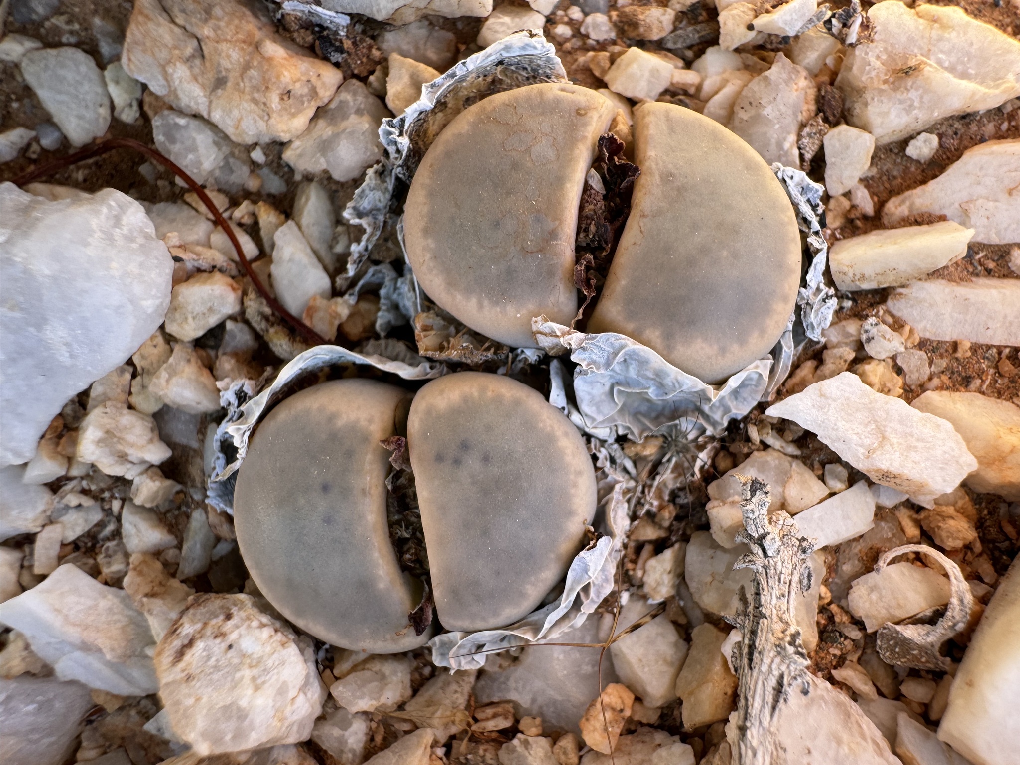 Lithops brevis L. Bolus