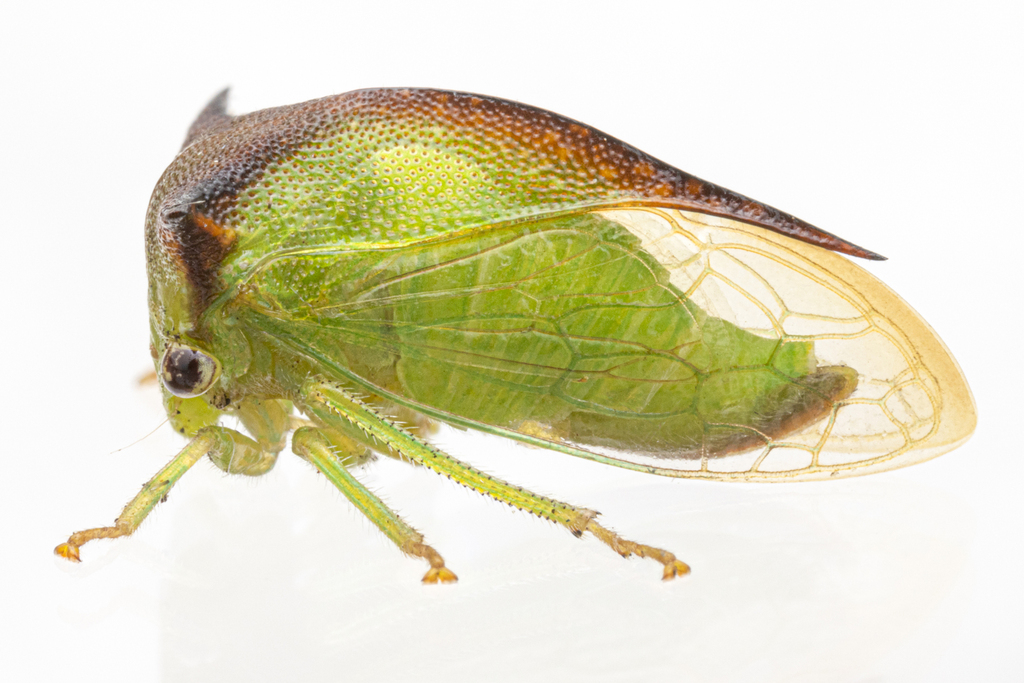 Stictocephala tauriniformis
