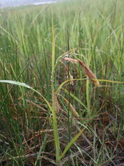 Carex paleacea