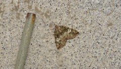 Hydriomena speciosata