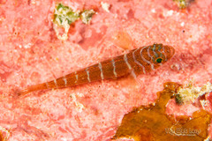 Rusty Goby photo 4