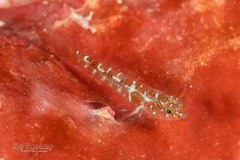 Diphasic Goby photo 2