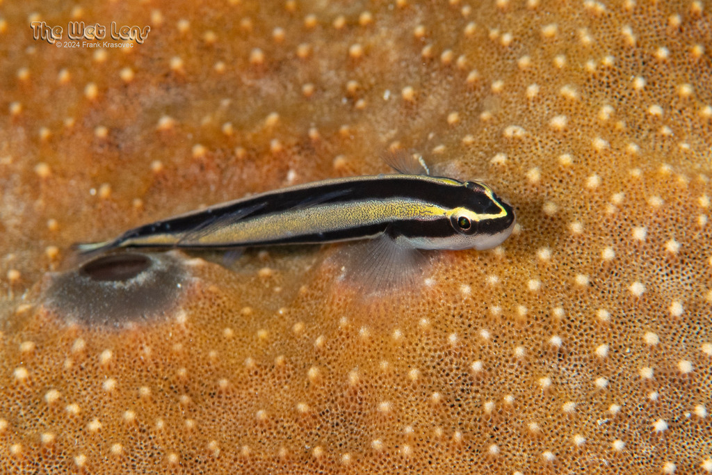 Cleaner goby (Elacatinus genie) — Gobiidae
