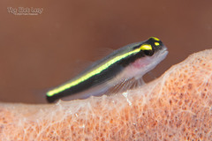 Spotlight Goby photo 4