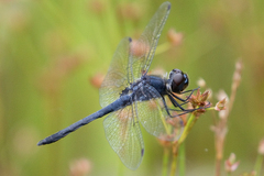 Celithemis verna