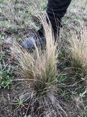Poaceae