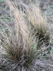 Poaceae