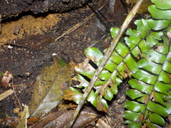 Pristimantis conspicillatus