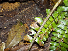Pristimantis conspicillatus