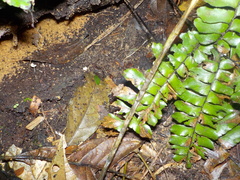 Pristimantis conspicillatus