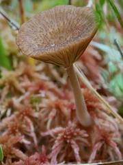 Arrhenia sphagnicola