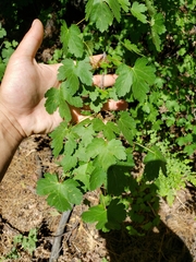 Acer glabrum glabrum