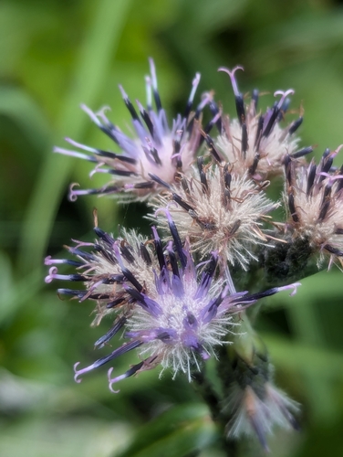 Image of Saussurea alpina by (c) Denis Bastianelli, some rights reserved (CC BY)