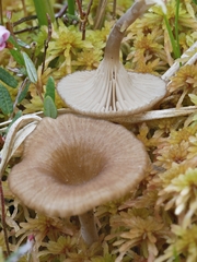 Arrhenia sphagnicola