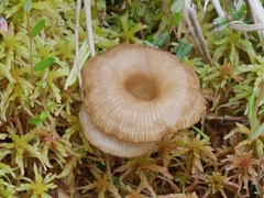 Arrhenia sphagnicola