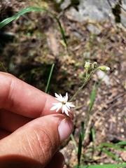 Lithophragma bolanderi