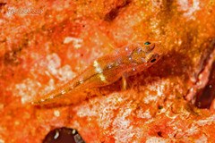 Dwarf Goby photo 4