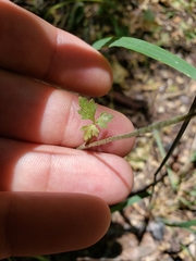 Lithophragma bolanderi