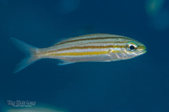 Striped Grunt photo 2