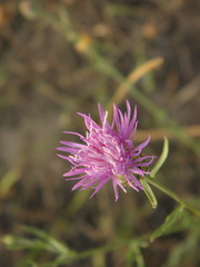 Centaurea