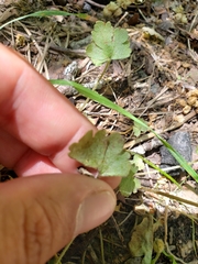 Lithophragma bolanderi