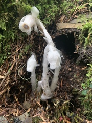 Monotropastrum humile