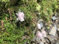 Monotropastrum humile