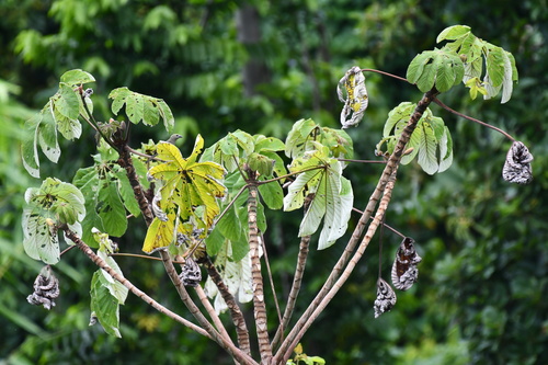 Cecropia peltata - Whole tree