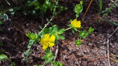 Hypericum myrtifolium