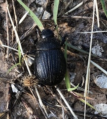 Phyllophaga cribrosa