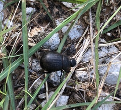 Phyllophaga cribrosa