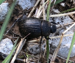 Phyllophaga cribrosa