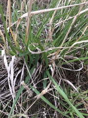 Poaceae
