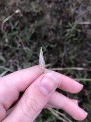Poaceae