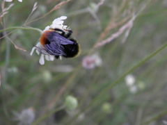 Bombus