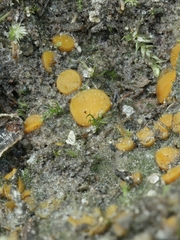 Ramsbottomia crechqueraultii