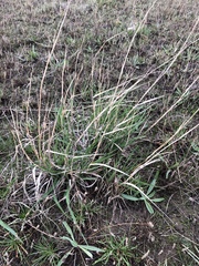 Poaceae
