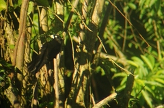 Amblycercus holosericeus