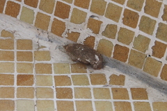 Saturnia pyretorum