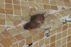 Saturnia pyretorum