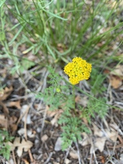 Cymopterus lemmonii