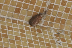 Saturnia pyretorum