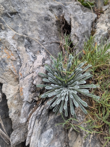Image of Pyrenean Saxifrage (Saxifraga longifolia) by (c) Denis Bastianelli, some rights reserved (CC BY)