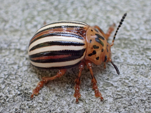 False Potato Beetle photo 5