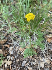 Cymopterus lemmonii